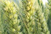 驻麦156小麦栽培技术要点，半冬性品种