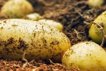 马铃薯需要什么含量的肥料，在秋冬耕前施入充足的基肥