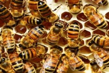 一只蜂王能分蜂吗，可以分