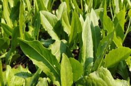 油麦菜的种植方法，一年四季均可栽培