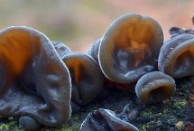 我国木耳产地，主要分布在吉林、黑龙江、辽宁、内蒙古等地区