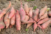 哪些作物在10月份收获，包括红薯、玉米、大豆、花生等品种