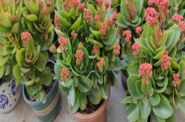 长寿花的养护方法，1-2月长花蕾