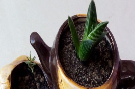 翠花掌简介，春夏秋三季要保持土壤湿润但不溢水