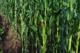 金泰99玉米栽培技术要点，亩植密度3000株左右