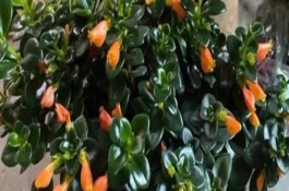 金鱼花枝条处理方式，水培可以开花