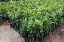 种植杨梅怎么防治病虫害，播种后要覆盖小拱棚并保温