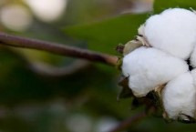 冀棉9117棉花栽培技术要点，高抗枯萎病病指0.95