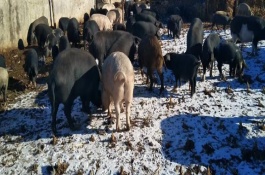 公猪选择什么品种较好，常见的有东北民猪、八眉猪等