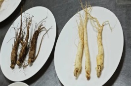 人参果盆栽老是干叶是为什么，呈扁平状