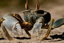 丝袜钓螃蟹的最快方法，水草丰茂的位置可作为钓点