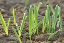 小麦出芽需要几天，大约为6-10天