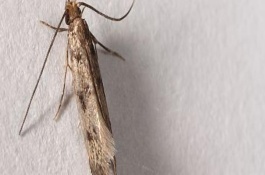 衣蛾会生长在床垫里吗，可喷施净威灵衣蛾杀虫剂