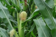 中伟玉1号玉米栽培技术要点，中抗禾谷镰孢茎腐病