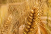 福麦3号小麦栽培技术要点，区试平均生育期253.7天