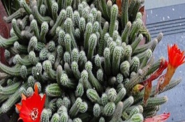 仙人指怎么种植，花期每隔15天追施一次肥料