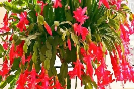 蟹爪兰能晒太阳吗，属于热带植物不耐寒