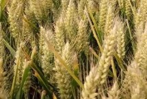 丰德存麦23小麦栽培技术要点，全生育期224.6天