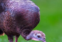 青铜火鸡的养殖方法，不同地区的售价有所差异