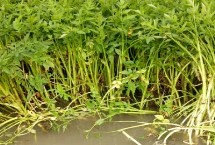 芹菜有哪些品种，有水芹、西芹和旱芹