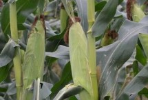 联达218玉米栽培技术要点，中抗茎腐病