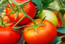 番茄顶端为什么会停止生长，一般是昼夜温差小和硼肥不足导致