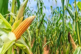 尔丰18玉米栽培技术要点，该品种属中熟杂交玉米