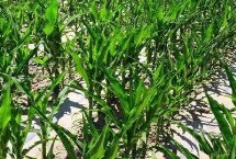 昭黄16号玉米栽培技术要点，区试平均生育期125.3天