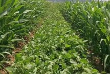 新中玉5号玉米栽培技术要点，生育期125.5天