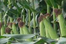 博纳216玉米栽培技术要点，中抗大斑病
