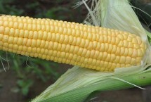 盛白玉5号玉米栽培技术要点，每亩密度3200-4000株