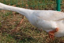 豁眼鹅的年产蛋量，粗放饲养仅为80枚左右