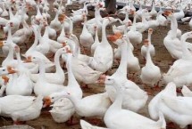 养鹅的前景，饲料利用率高且饲养周期短