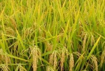 奇两优郁香水稻栽培技术要点，每亩有效穗数17.0万穗