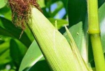 甘优2014玉米栽培技术要点，中抗大斑病