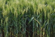 X294小麦栽培技术要点，4月下旬至5月上旬播种