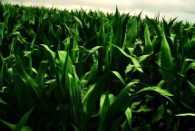 宏硕728玉米栽培技术要点，适宜在肥力中上等的地块种植