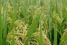 台优越占水稻栽培技术要点，全生育期早稻121.3天