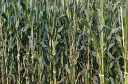 鑫玉999玉米品种的产量表现，平均生育期99天