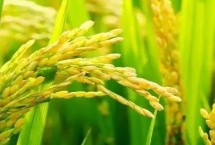 臻两优泰丝水稻栽培技术要点，每亩插足基本苗6万以上