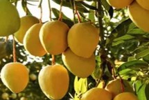 芒果怎样催熟，催熟方法非常多