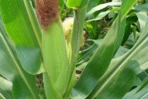 锋登玉6号玉米栽培技术要点，生育期127.0天