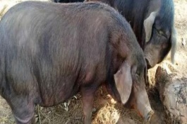 云南当地的原生态美味，有六大名猪、名牛、名羊等