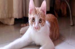 母猫尿道口为何有白色分泌物，发情、患有泌尿系统疾病等因素均会造成