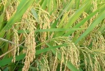 徽两优586水稻栽培技术要点，全生育期为138.3天