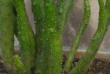 姬珊瑚简介，一年四季都能进行