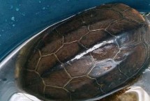 宠物龟吃什么，基本上偏爱肉食