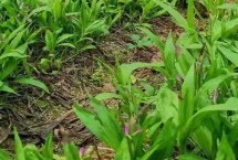 白芨种植有哪些风险，一亩需8000-10000株种苗