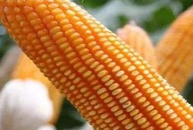 增玉295玉米栽培技术要点，中抗茎腐病