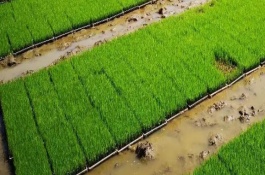 如何避免早稻烂秧，供水方法一般是选择漫灌